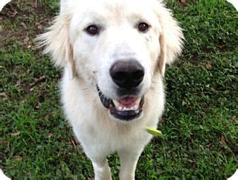 Check spelling or type a new query. Austin, TX - Great Pyrenees. Meet Sig a Pet for Adoption.