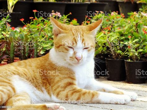 Brown Orange Tabby Cat Lying On The Floor Stock Photo Download Image