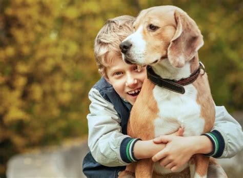 Las 20 Mejores Razas De Perros Para NiÑos Guía Completa