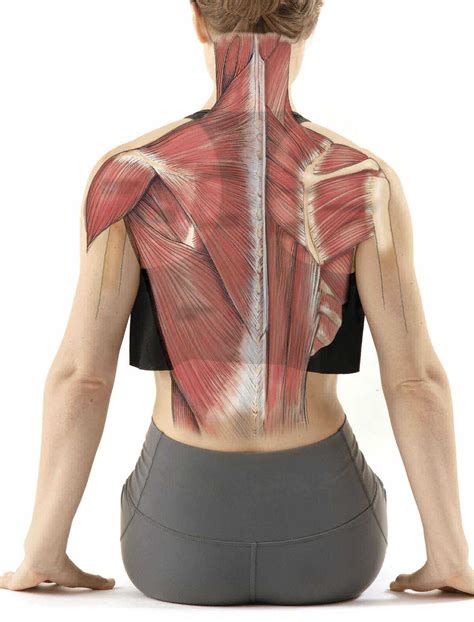 Spinal anatomy is a remarkable combination of strong bones, flexible ligaments and tendons, large muscles and highly sensitive nerves. Get To Know … Your Neck Muscles