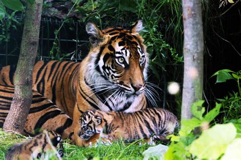 Zsl London Zoos Sumatran Twin Tiger Cubs Venture Outside For First