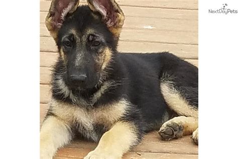 Sparer german shepherd kennels sells top quality german shepherd puppies as well as fully trained dogs for family use, protection dogs, police dogs and other about us. Bubba : German Shepherd puppy for sale near Dallas / Fort ...