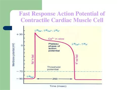 Cardiac Muscle Action Potential Phases Slidesharedocs