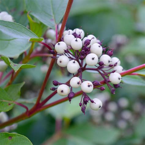 It is also variegated, but with white leaf margins that give a silvery effect. Red Twig Dogwood Shrubs for Sale- FastGrowingTrees.com