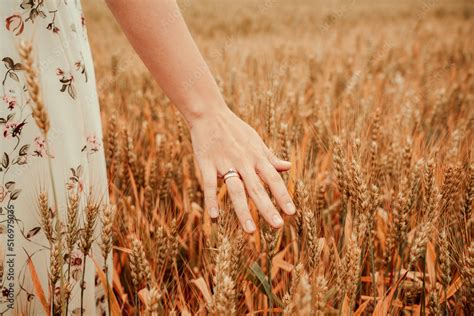 Wheat Field Hand Woman Young Woman Hand Touching Spikelets In Cereal