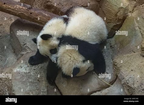 Giant Pandas Bear Pandas Two Babies Playing Together Stock Photo Alamy