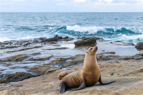 How To Visit The La Jolla Seals And Sea Lions La Jolla Mom