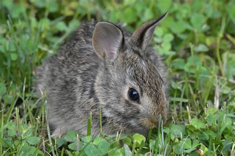 Cottontail Rabbit Breed Info Facts Lifespan And More