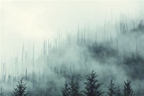 Premium Photo Magic Misty Forest