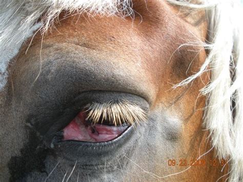 Arthur Veterinary Clinic Cancer Eye In Horses