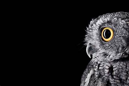 Studio Owl Surface