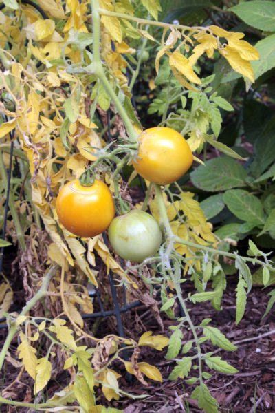 Yellow Leaves On Tomato Leaves On Tomato Plants Are