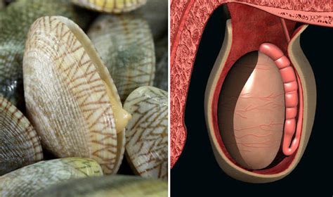 Here are certain foods that not only look like your body parts but also are beneficial to these parts. Foods That Look Like Body Parts They're Good For