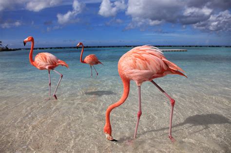 Aruba Flamingos Private Islanders In The Pink The Best Escapes