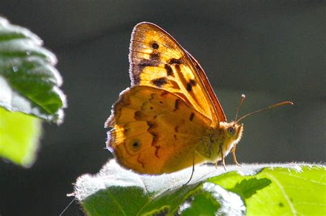 The Insect Diary Common Brown Butterfly Heteronympha Merope