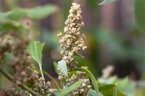 How To Grow Quinoa Plants At Home