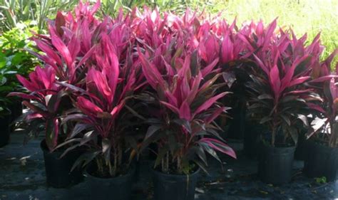 Check spelling or type a new query. Container Material | Ti plant, Plants, Florida plants