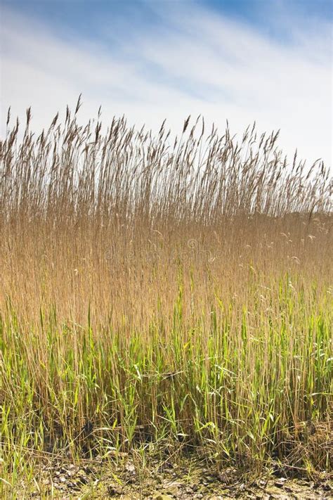 Reed Bed In Devon Stock Image Image Of Tall Clusters 9434957