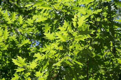 Bright Green Oak Leaves Free Nature Stock
