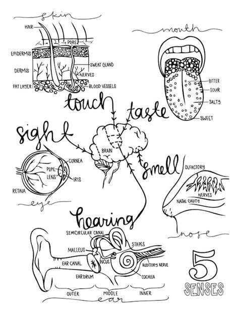 Ear Anatomy Coloring Page