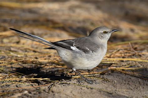 Northern Mockingbird Bird Photography State Birds Northern