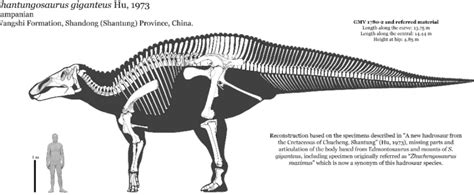 Paraceratherium Palaeoloxodon Namadicus And Shantungosaurus Are The