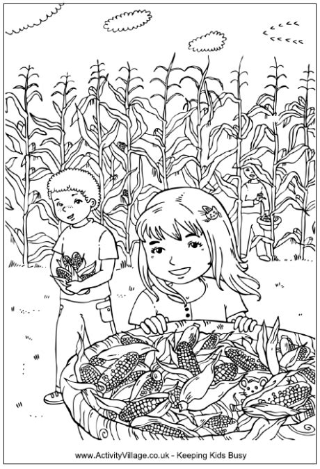 Related pictures for corn coloring page. Picking Corn Colouring Page