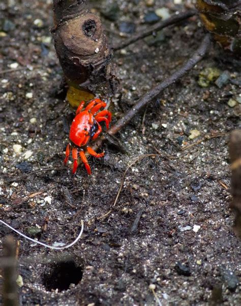 Red Mangrove Crab Walking On Sand Towards Hole Stock Image Image Of