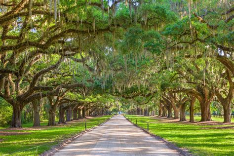 Plantations Near Charleston A Stroll Through History