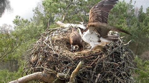 First Osprey Egg Laid At Loch Of The Lowes Reserve Walkhighlands