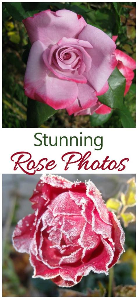 Amazing Rose Photos For Americas Most Popular Plant The Gardening Cook