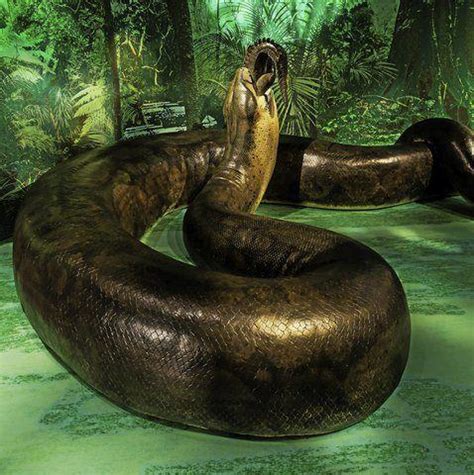 Titanoboa — die fossilen überreste von titanoboa. Titanoboa! That is one huge snake | Weekend | delcotimes.com