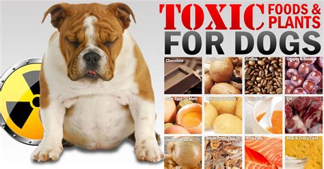 Just six raw or roasted macadamia nuts can make a dog sick. Toxic Foods and Plants for Dogs