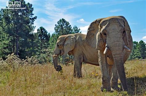 Elephant Sanctuary Reviews And Ratings Hohenwald Tn Donate