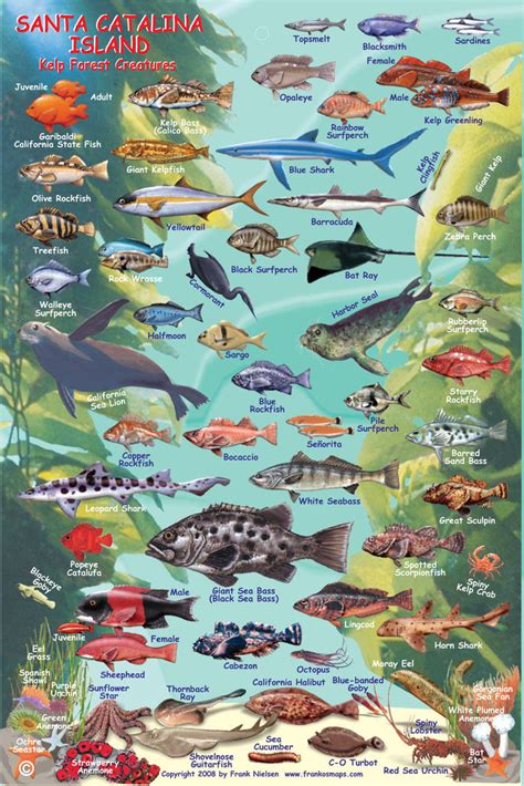 Two Harbors Catalina Fish Card Franko Maps