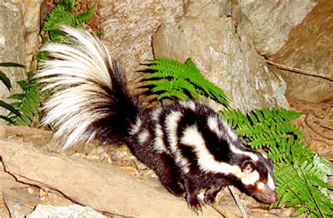 European polecat facts, habitat, diet, pictures. Spotted Skunk - Florida eco travel guide