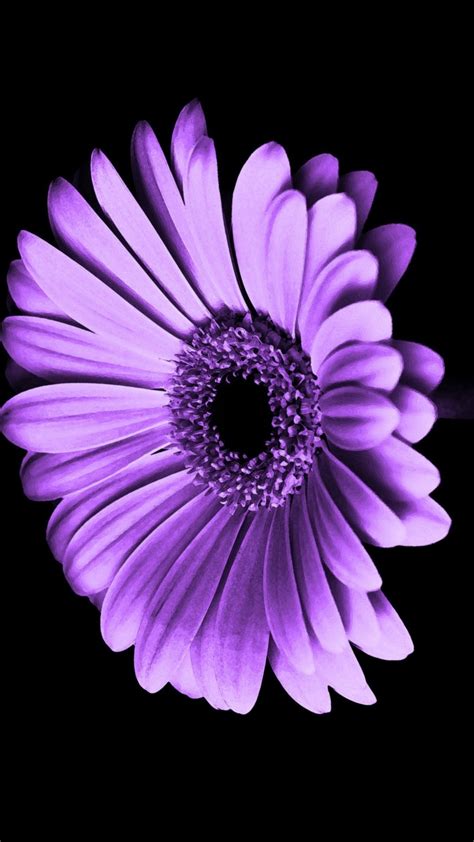 ❤ get the best purple and black wallpaper on wallpaperset. Purple Flower Wallpapers (82+ background pictures)