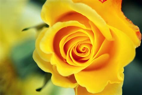 160,000+ vectors, stock photos & psd files. Yellow Rose Wallpapers High Quality | Download Free