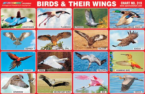 Spectrum Educational Charts Chart 319 Birds And Their Wings