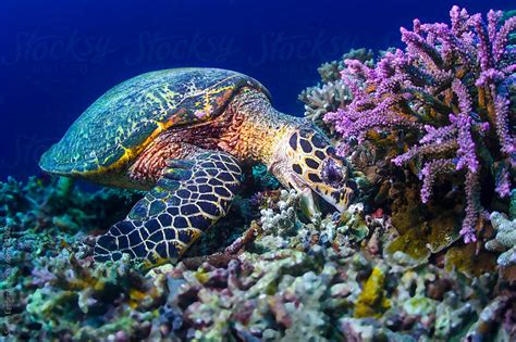 Sea Turtle Eating Coral Underwater On A Reef By Soren