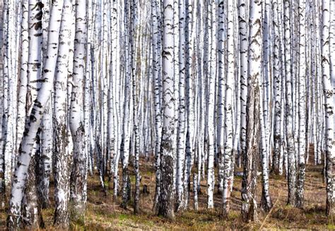 Birch Forest In Spring Stock Photo Image Of Birch 166163116