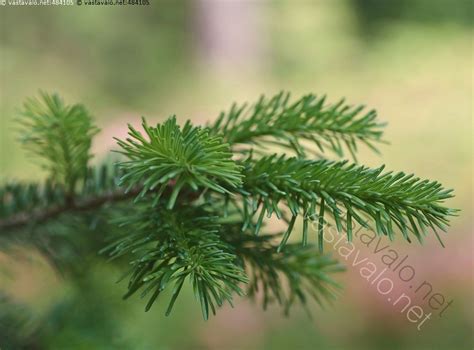 Kuva: Kuusen oksa - kuusi puu havupuu neulanen neulaset havu vihreä ...