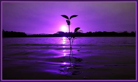 On Black Purple Sunset By Beachut John Large