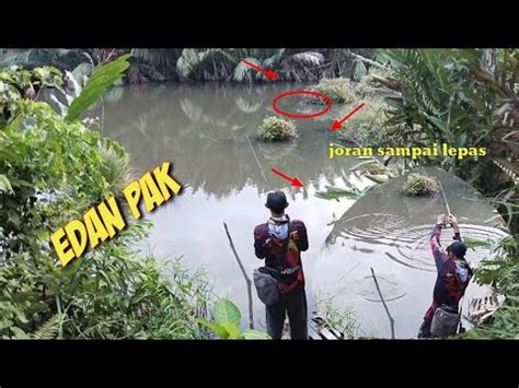 Mancing Ikan Gabus Di Rawa Capung 622 Reel Daiwa Revros Lt Top Sampai