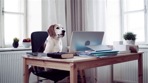 A Dog Sitting On Chair At Desk In Home Stock Footage Sbv 334569357