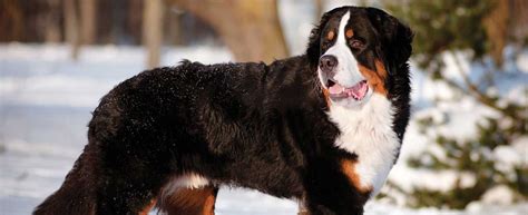 Bernese Mountain Dog Dog Breed History And Some Interesting Facts