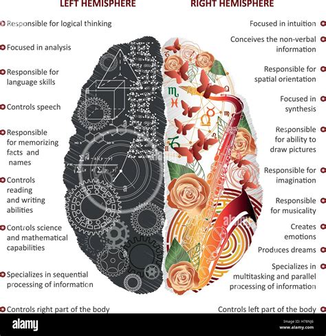Brain left analytical and right creative hemispheres infographics ...