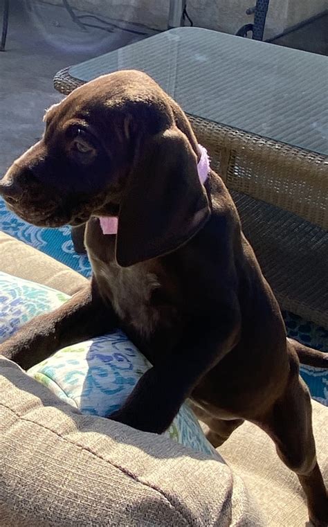 The head is in proportion to the body. German Shorthaired Pointer Puppies For Sale | Palm Springs, CA #324507