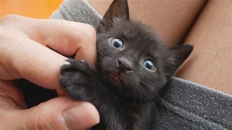 Baby Kitten Cutest Moments Youtube