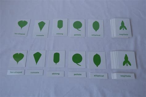 Botany Cabinet Nomenclature Cards 18 Insets Montessori Pre School